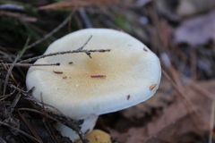 Hygrophorus flavodiscus