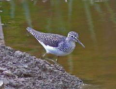 Solitary Sandpiper photo 5