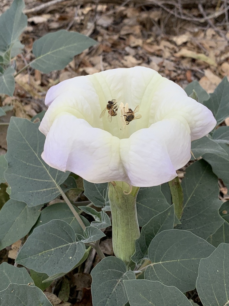 Datura wrightii — a medium houseplant, prefers full sun light