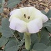 Datura wrightii - Photo 由 Eric Hough 所上傳的 (c) Eric Hough，保留部份權利CC BY-NC