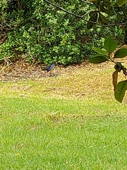 Porphyrio melanotus melanotus