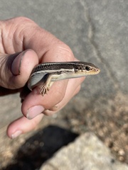 Plestiodon skiltonianus skiltonianus