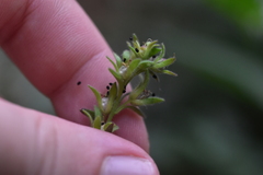 Chaenorhinum litorale