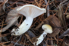 Hygrophorus flavodiscus