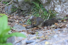 Perny's Long-Nosed Squirrel photo 2