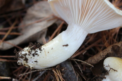Hygrophorus flavodiscus