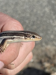 Plestiodon skiltonianus skiltonianus