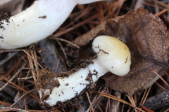 Hygrophorus flavodiscus