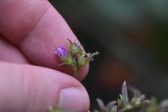 Chaenorhinum litorale