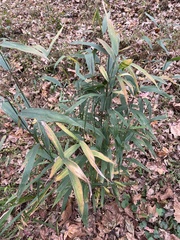 Chasmanthium latifolium