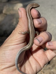 Plestiodon skiltonianus skiltonianus