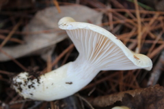 Hygrophorus flavodiscus