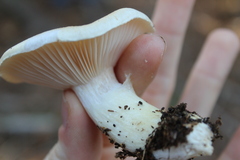 Hygrophorus flavodiscus