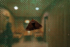 Hypersypnoides punctosa