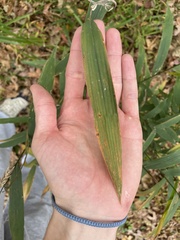 Chasmanthium latifolium