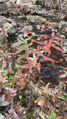 Decodon verticillatus