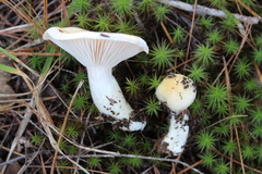 Hygrophorus flavodiscus