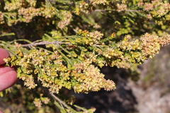 Passerina corymbosa