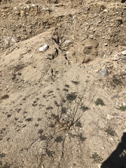 Hoffmannseggia microphylla