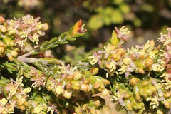 Passerina corymbosa