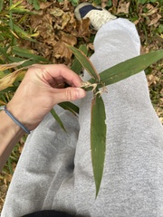 Chasmanthium latifolium