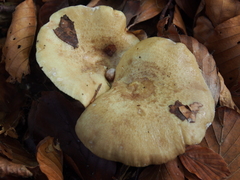 Lactarius evosmus