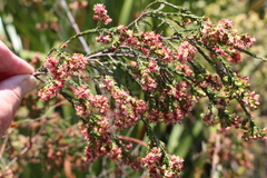 Passerina corymbosa