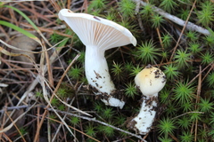 Hygrophorus flavodiscus