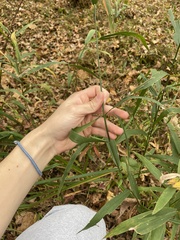 Chasmanthium latifolium