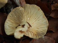 Lactarius evosmus