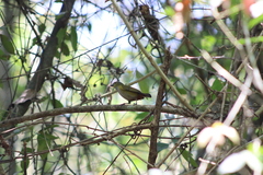 Euphonia pectoralis