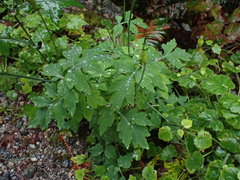 Papaver cambricum