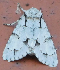 Acronicta psi