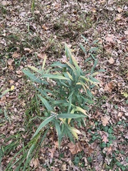 Chasmanthium latifolium