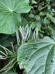 Piper auritum