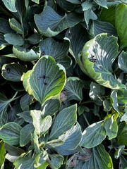 Bergenia crassifolia