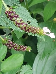 Lantana