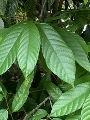 Theobroma cacao