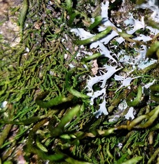 Heterodermia leucomelos