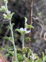 Psoralea candicans