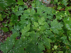 Papaver cambricum