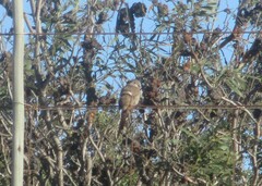 Oena capensis capensis