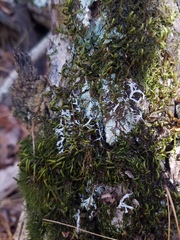 Heterodermia leucomelos