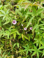 Ipomoea heptaphylla