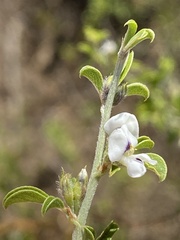 Psoralea candicans