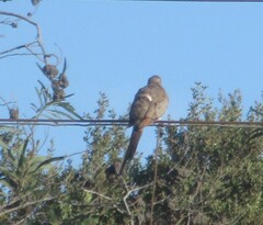 Oena capensis capensis