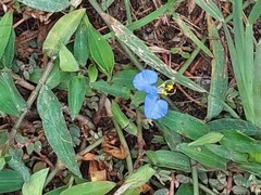 Commelina