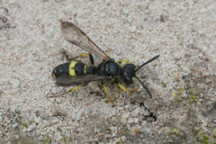 Cerceris rybyensis