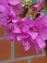 Bougainvillea glabra