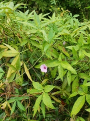 Ipomoea heptaphylla